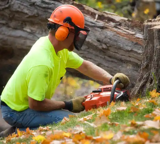 tree services San Fidel